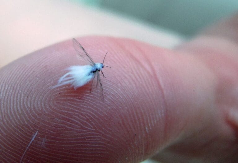 Are Woolly Aphids Harmful to Humans? A Comprehensive Expert Analysis