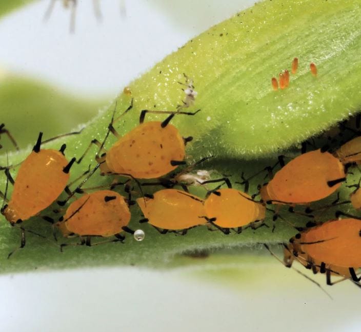 Can Aphids Bite Humans? The Definitive Guide