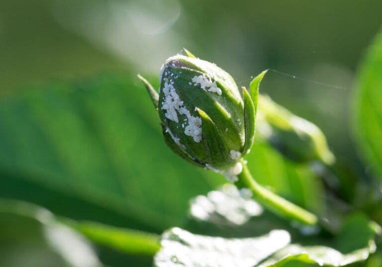 Hibiscus and Aphids: A Comprehensive Guide to Identification, Control, and Prevention