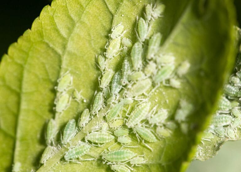 The Definitive Guide to Systemic Insecticides for Aphid Control: Mechanisms, Products, and Best Practices