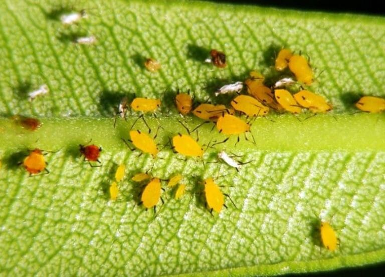 The Definitive Guide to Eliminating Oleander Aphids: A Comprehensive Strategy for Home Gardeners and Professionals
