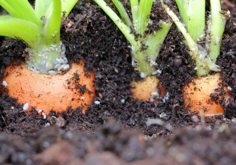 Root Aphids or Soil Mites? A Definitive Guide to Identification and Management