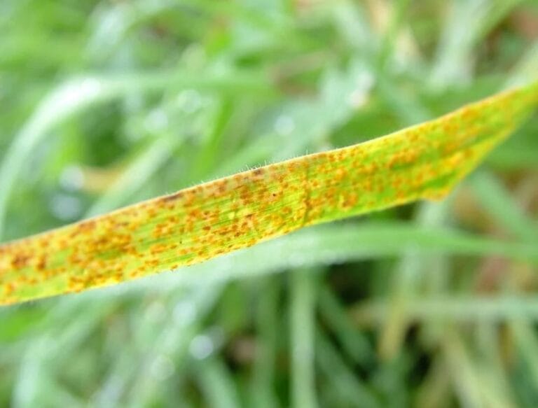 Is Lawn Rust Harmful to Dogs? A Comprehensive Guide for Pet Owners