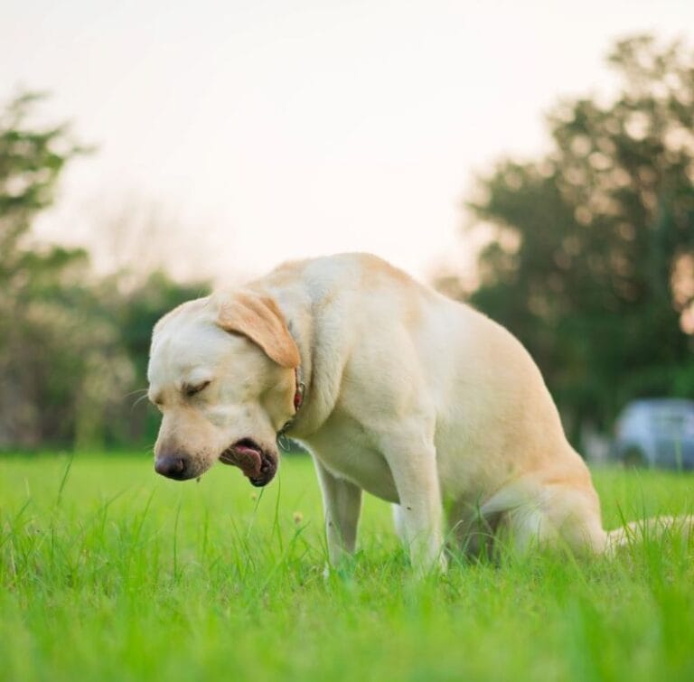 Does Lysol Kill Kennel Cough? A Vet-Approved Guide to Disinfection