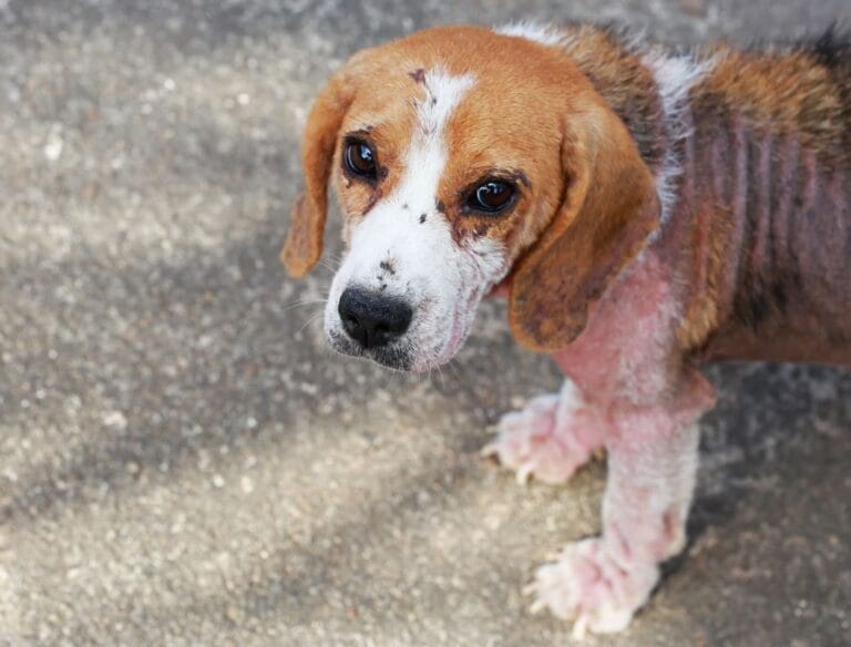 Does Lysol Kill Mange? A Comprehensive Scientific and Practical Analysis