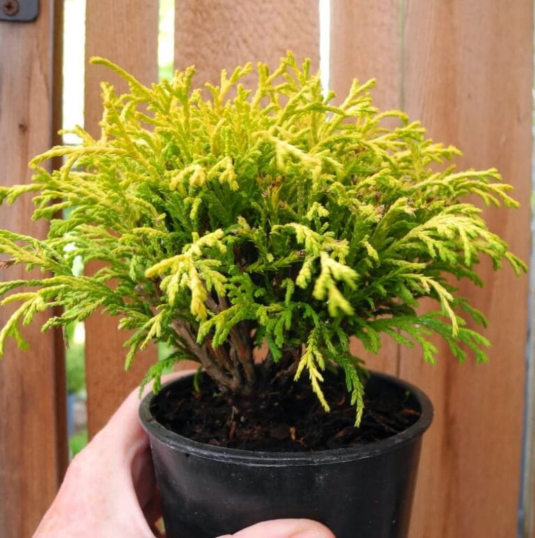 When to Trim Golden Mop Cypress: A Professional Guide to Timing and Technique