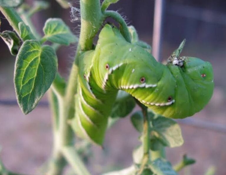 Does Sevin Dust Kill Chiggers? The Definitive Guide to Yard Treatment