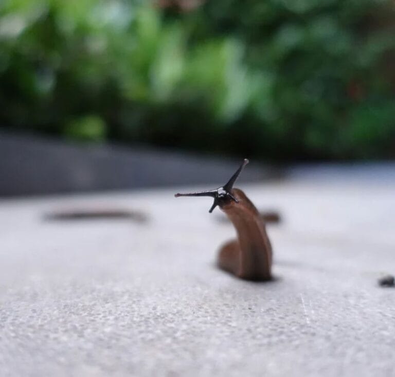 Does Sevin Dust Kill Slugs? The Science, Efficacy, and Better Alternatives