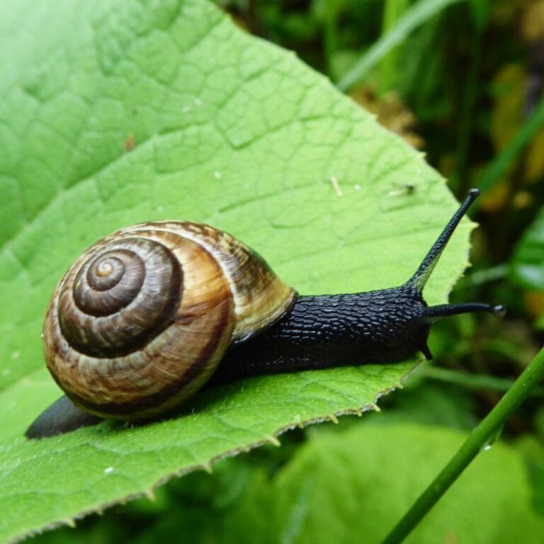 Does Sevin Dust Kill Snails? A Comprehensive Scientific and Practical Analysis