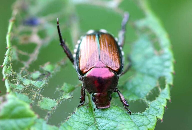 Will Sevin Dust Kill Japanese Beetles? A Comprehensive Guide for Homeowners and Gardeners