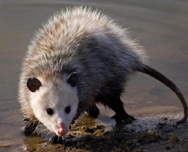 Do Possums Hate the Smell of Vinegar? A Detailed Look at the Evidence