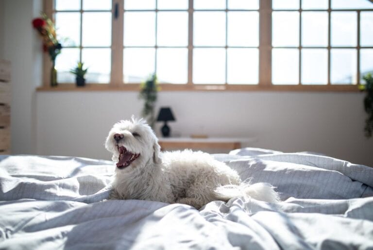 Why Do Dogs Lick Bed Sheets? A Comprehensive Guide to Canine Behavior