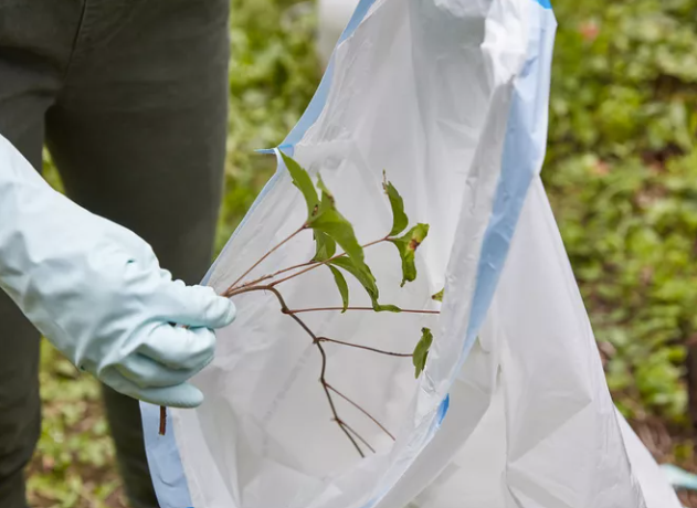 Does Apple Cider Vinegar Kill Poison Ivy? A Detailed Scientific and Practical Analysis