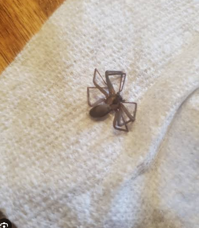 Does Vinegar Kill Brown Recluse Spiders? A Complete Guide